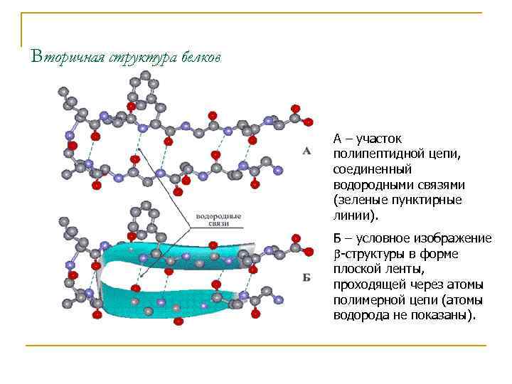 Вторичная структура белков А – участок полипептидной цепи, соединенный водородными связями (зеленые пунктирные линии).