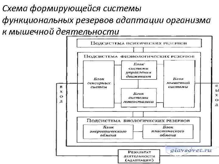 Э м александровская схема наблюдения характеризующая процесс адаптации