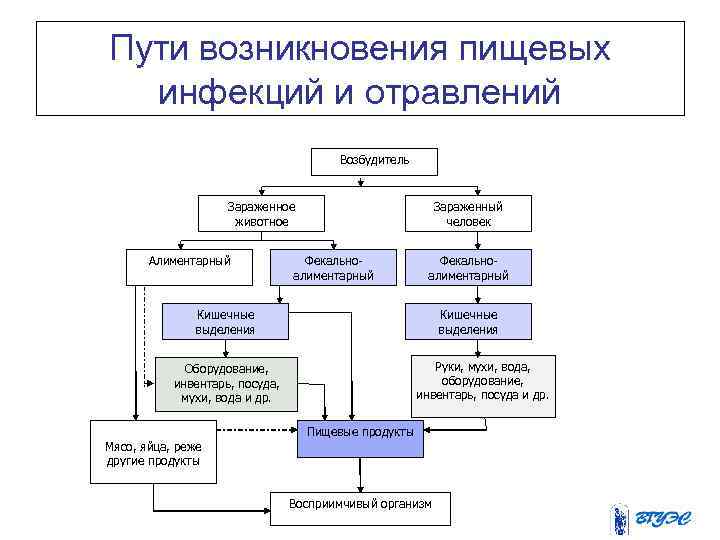 Пути возникновения пищевых инфекций и отравлений Возбудитель Зараженное животное Алиментарный Зараженный человек Фекальноалиментарный Кишечные