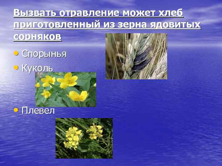 Вызвать отравление может хлеб приготовленный из зерна ядовитых сорняков • Спорынья • Куколь •