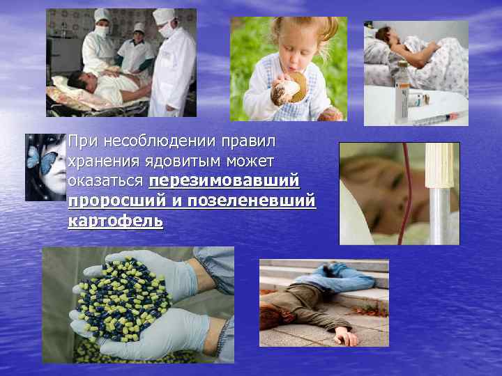 При несоблюдении правил хранения ядовитым может оказаться перезимовавший проросший и позеленевший картофель 