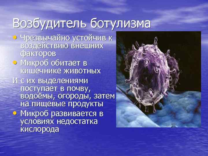 Возбудитель ботулизма • Чрезвычайно устойчив к воздействию внешних факторов • Микроб обитает в кишечнике