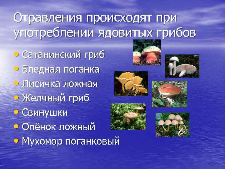 Отравления происходят при употреблении ядовитых грибов • Сатанинский гриб • Бледная поганка • Лисичка