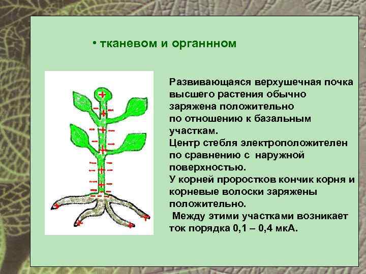 Грибы имеют верхушечный рост. Регуляция у растений. Трофическая регуляция. Трофическая регуляция растений. Верхушечные почки растений.
