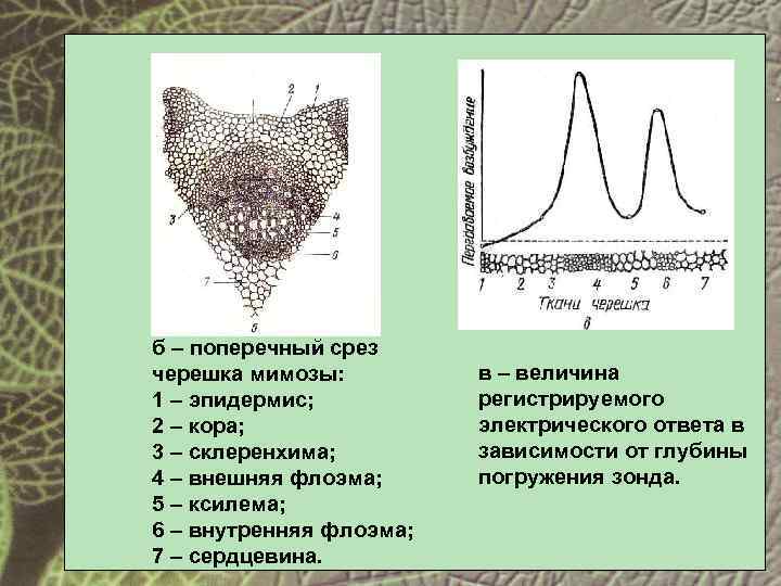 б – поперечный срез черешка мимозы: 1 – эпидермис; 2 – кора; 3 –