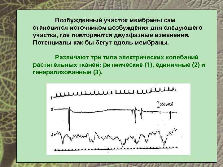 Возбужденный участок мембраны сам становится источником возбуждения для следующего участка, где повторяются двухфазные изменения.