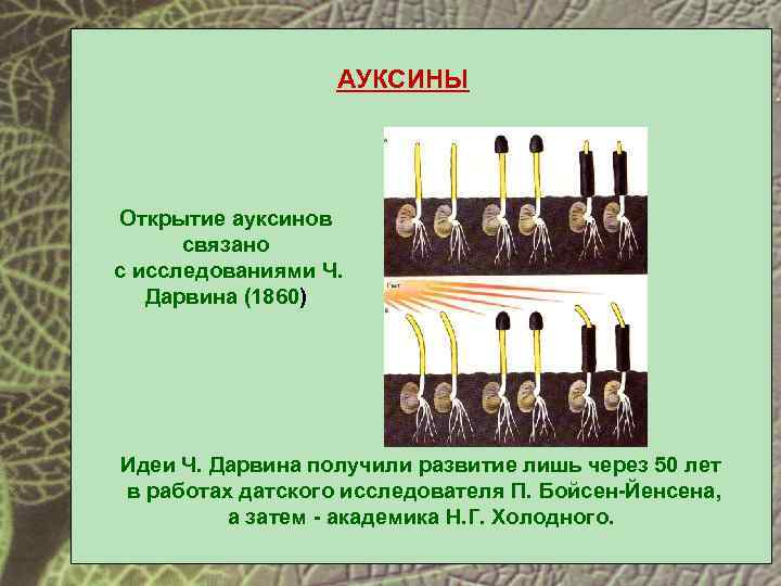 АУКСИНЫ Открытие ауксинов связано с исследованиями Ч. Дарвина (1860) Идеи Ч. Дарвина получили развитие