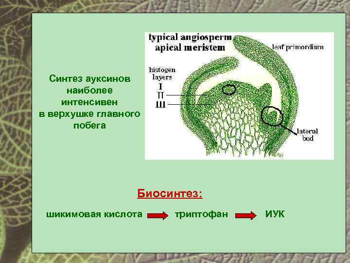 Синтез ауксинов наиболее интенсивен в верхушке главного побега Биосинтез: шикимовая кислота триптофан ИУК 
