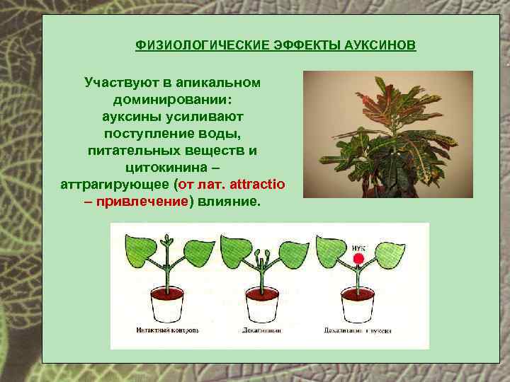 ФИЗИОЛОГИЧЕСКИЕ ЭФФЕКТЫ АУКСИНОВ Участвуют в апикальном доминировании: ауксины усиливают поступление воды, питательных веществ и