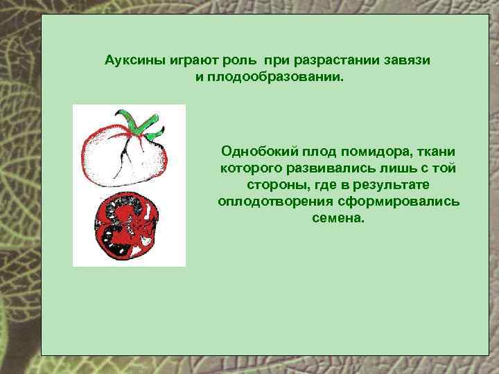 Ауксины играют роль при разрастании завязи и плодообразовании. Однобокий плод помидора, ткани которого развивались