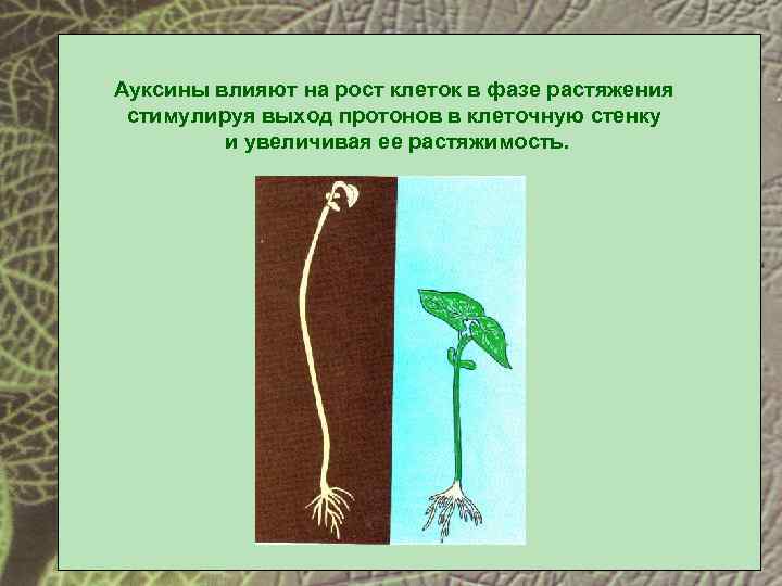 В чем особенность роста у растений. Фитогормон ауксин. Фаза растяжения у растений. Физиологические эффекты ауксинов. Ауксины строение.