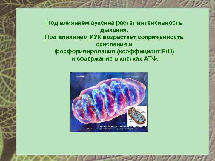Под влиянием ауксина растет интенсивность дыхания. Под влиянием ИУК возрастает сопряженность окисления и фосфорилирования