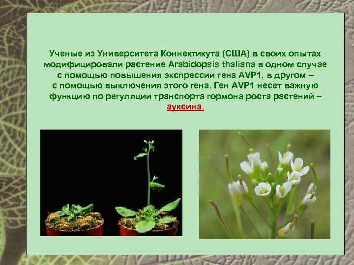 Ученые из Университета Коннектикута (США) в своих опытах модифицировали растение Arabidopsis thaliana в одном