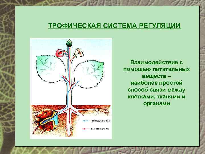 Взаимосвязи клеток тканей и органов растений. Трофическая система. Трофическая регуляция. Взаимосвязь трофический и гормональной регуляций. Регуляторные системы растений.