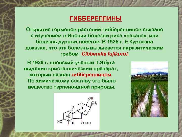 Ростовые вещества презентация