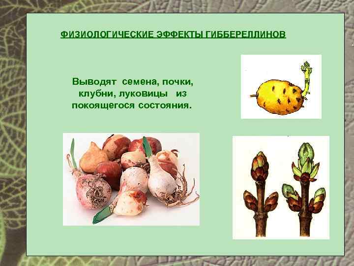 ФИЗИОЛОГИЧЕСКИЕ ЭФФЕКТЫ ГИББЕРЕЛЛИНОВ Выводят семена, почки, клубни, луковицы из покоящегося состояния. 