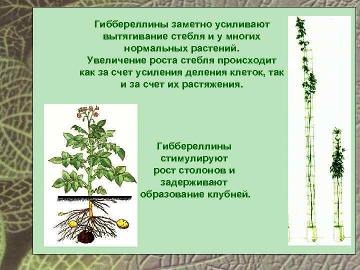Влияние фитогормонов на растения. Фитогормоны Гиббереллины. Гиббереллин для растений. Рост растений. Гиббереллины гормоны растений.