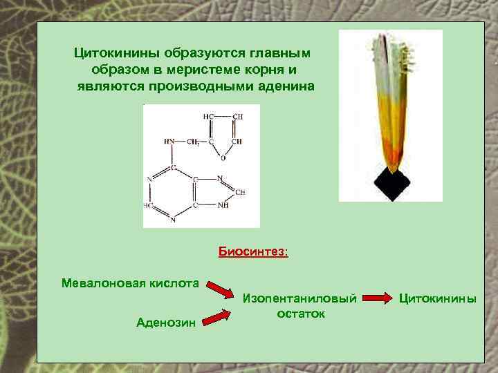 За счет чего цитокинин обеспечивает аттрагирующий эффект