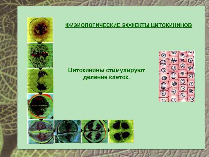 Первое клеточное деление. Деление клетки по цветку жизни. Цветок жизни деление клетки. Процесс деления клеток в тканях растений. Растение в основе которого лежит деление клетки.