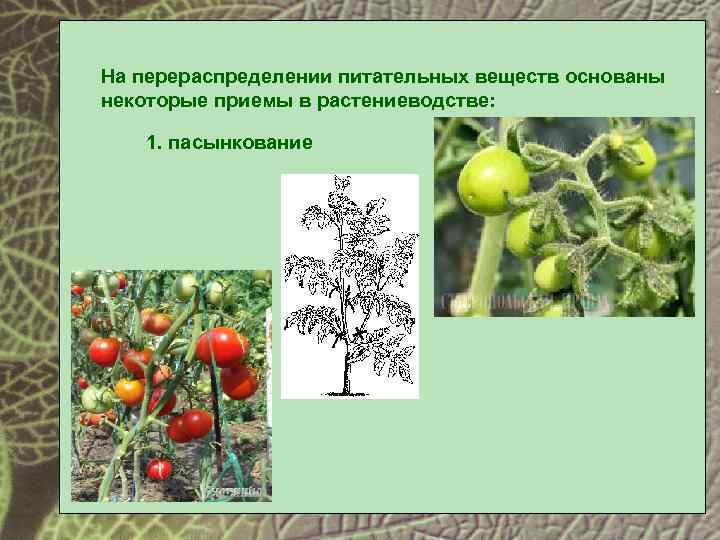 На перераспределении питательных веществ основаны некоторые приемы в растениеводстве: 1. пасынкование 