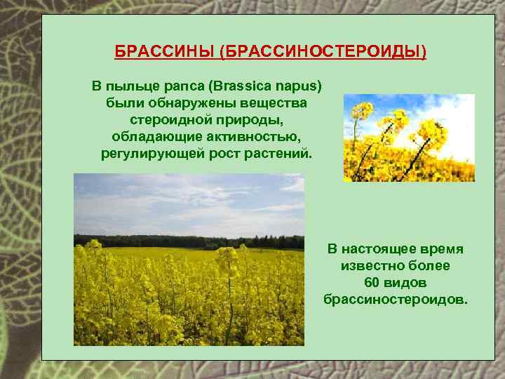 БРАССИНЫ (БРАССИНОСТЕРОИДЫ) В пыльце рапса (Brassica napus) были обнаружены вещества стероидной природы, обладающие активностью,