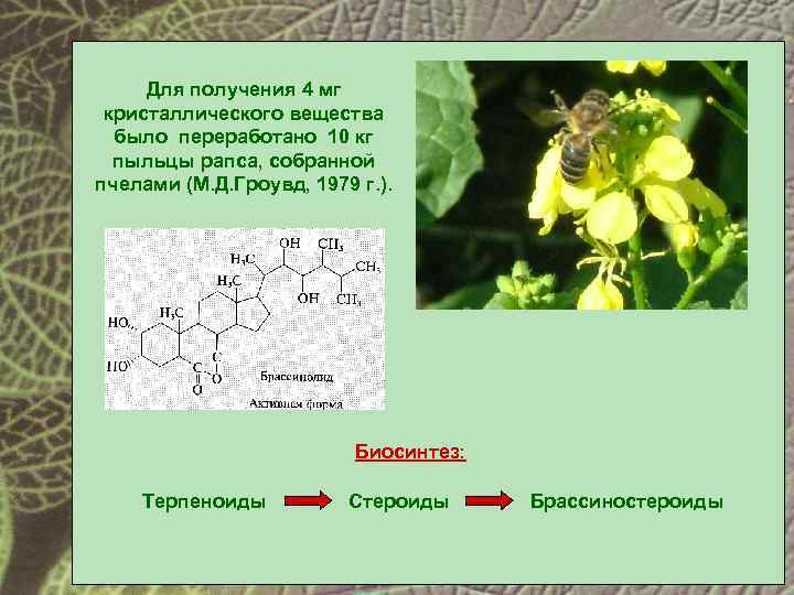 Для получения 4 мг кристаллического вещества было переработано 10 кг пыльцы рапса, собранной пчелами