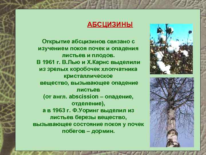 АБСЦИЗИНЫ Открытие абсцизинов связано с изучением покоя почек и опадения листьев и плодов. В
