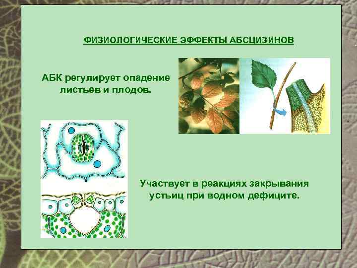 ФИЗИОЛОГИЧЕСКИЕ ЭФФЕКТЫ АБСЦИЗИНОВ АБК регулирует опадение листьев и плодов. Участвует в реакциях закрывания устьиц