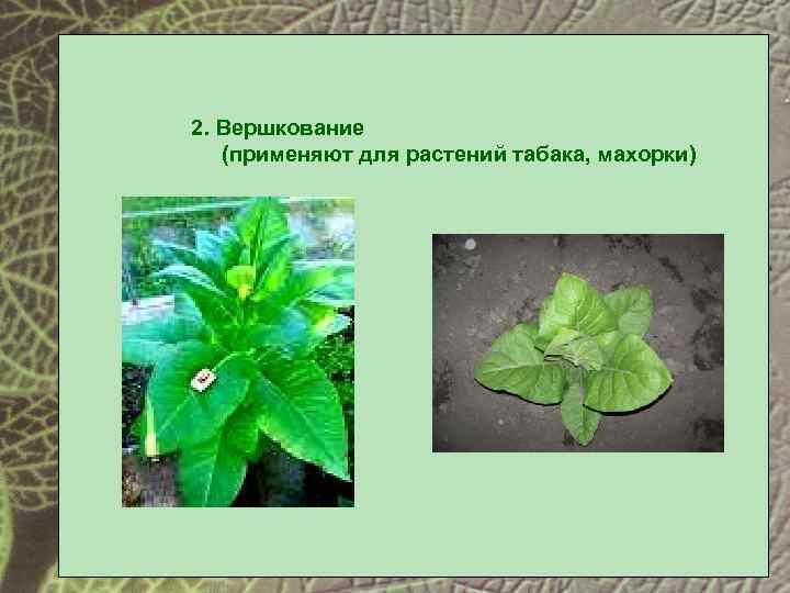 2. Вершкование (применяют для растений табака, махорки) 