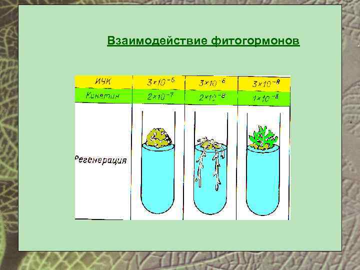 Влияние фитогормонов на рост. Взаимодействие фитогормонов. Взаимодействие фитогормонов в растениях. Схема взаимодействия фитогормонов. Схема действия фитогормонов.