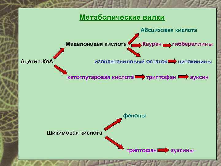 Метаболические вилки Абсцизовая кислота Мевалоновая кислота Ацетил-Ко. А Каурен гиббереллины изопентаниловый остаток кетоглутаровая кислота