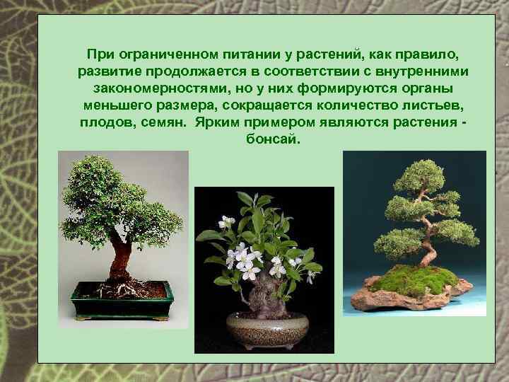 При ограниченном питании у растений, как правило, развитие продолжается в соответствии с внутренними закономерностями,