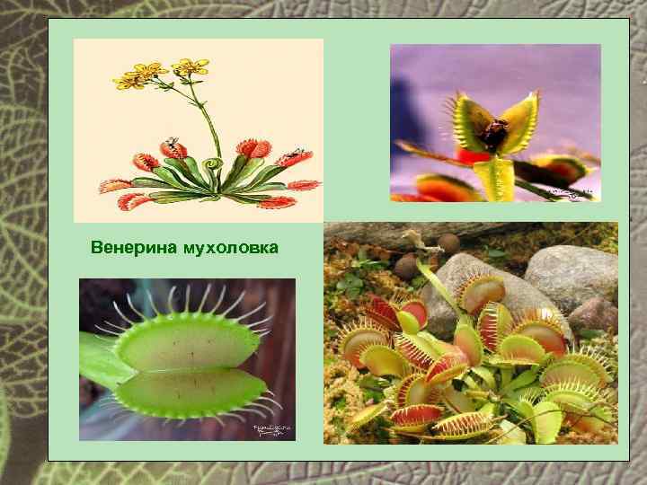 Венерина мухоловка 