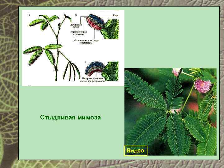 Стыдливая мимоза Видео 