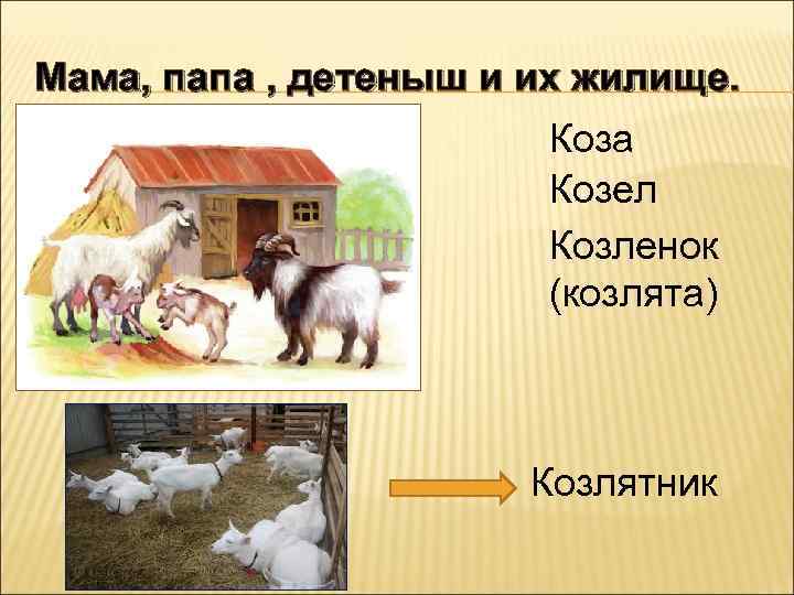 Мама, папа , детеныш и их жилище. Коза Козел Козленок (козлята) Козлятник 