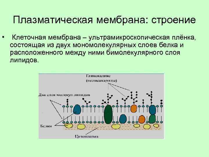 Объект клеточная мембрана процесс. Структура клетки плазматическая мембрана. Структура плазматической мембраны. Схема строения плазматической мембраны. Строение плазматической мембраны животной клетки.