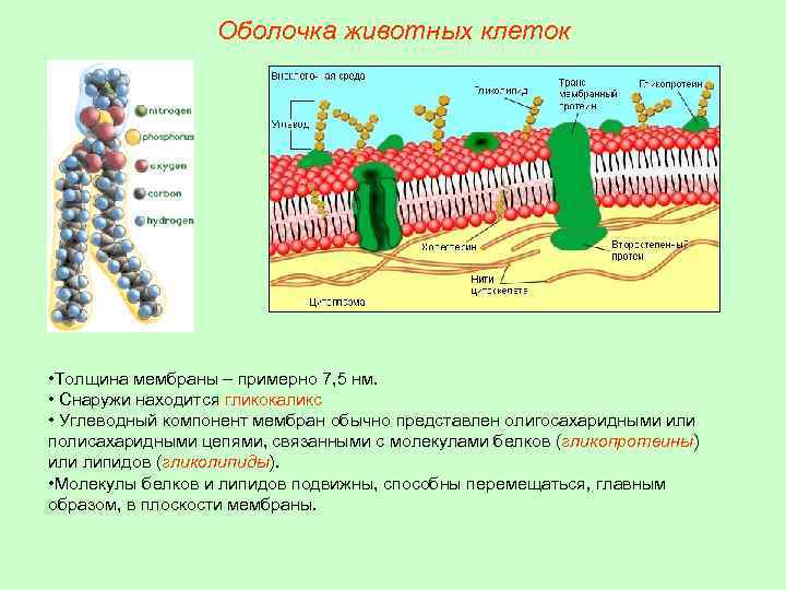 Оболочка животных клеток • Толщина мембраны – примерно 7, 5 нм. • Снаружи находится