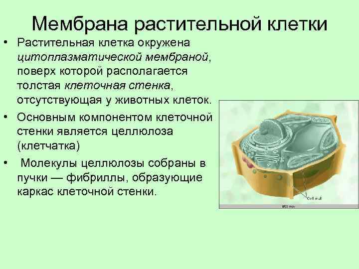 Мембрана клетки растений. Строение плазматической мембраны растительной клетки. Плазматическая мембранаростительной клетки. Строение клеточной мембраны растительной клетки. Строение растительной клетки мембрана функции.