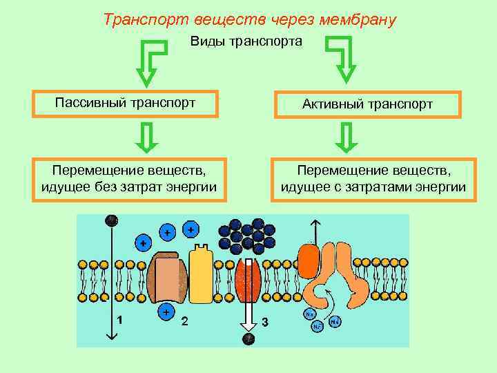 Транспорт веществ через мембрану Виды транспорта Пассивный транспорт Перемещение веществ, идущее без затрат энергии