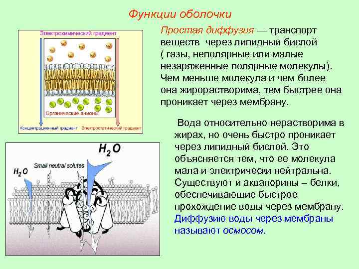 Функции оболочки Простая диффузия — транспорт веществ через липидный бислой ( газы, неполярные или
