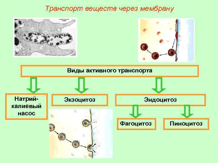 Транспорт веществ