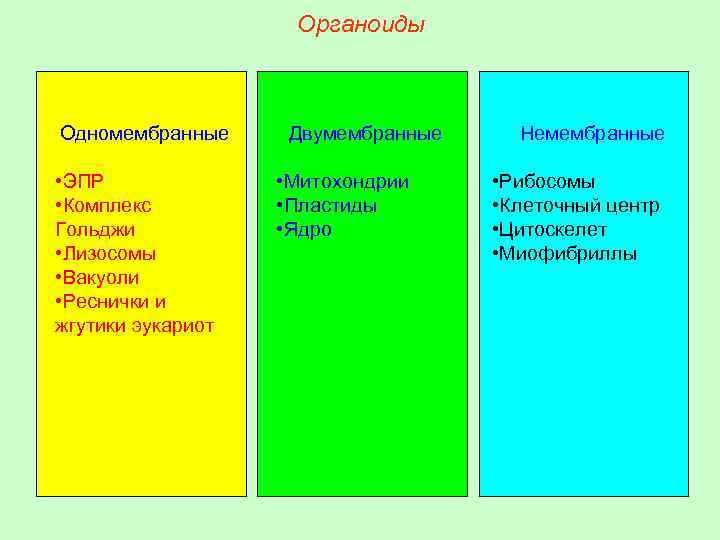 Перечислите двумембранные органоиды