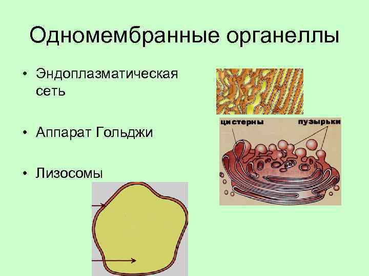Одномембранные органеллы • Эндоплазматическая сеть • Аппарат Гольджи • Лизосомы 