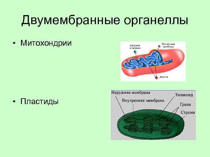 Хлоропласт двумембранный