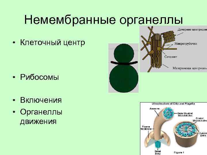 Немембранные органеллы • Клеточный центр • Рибосомы • Включения • Органеллы движения 