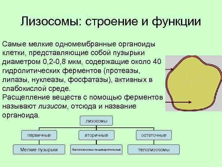 Лизосомы: строение и функции Самые мелкие одномембранные органоиды клетки, представляющие собой пузырьки диаметром 0,