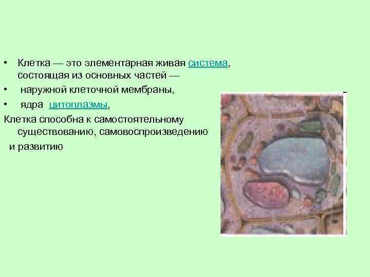 • Клетка — это элементарная живая система, состоящая из основных частей — •