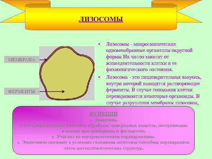 ЛИЗОСОМЫ • МЕМБРАНА ФЕРМЕНТЫ Лизосомы - микроскопические одномембранные органеллы округлой формы Их число зависит