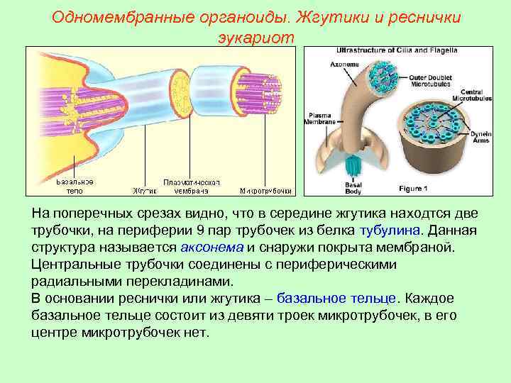 Органеллы передвижения. Строение ресничек и жгутиков эукариотических клеток. Строение ресничек и жгутиков клетки эукариот. Строение и функции ресничек и жгутиков. Реснички структура и жгутика клетки.