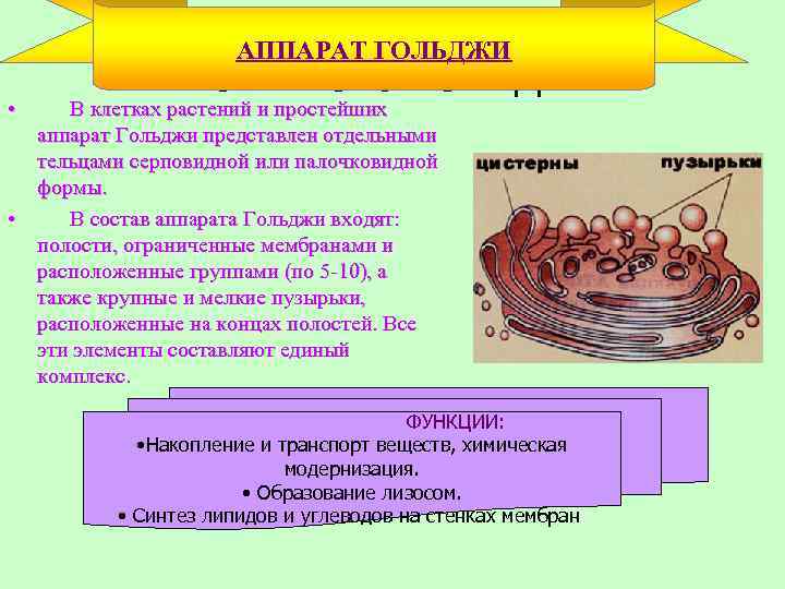 АППАРАТ ГОЛЬДЖИ • Комплекс Гольджи В клетках растений и простейших аппарат Гольджи представлен отдельными